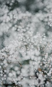 Preview wallpaper gypsophila, flowers, white, plant, macro