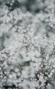 Preview wallpaper gypsophila, flowers, white, plant, macro