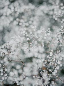 Preview wallpaper gypsophila, flowers, white, plant, macro