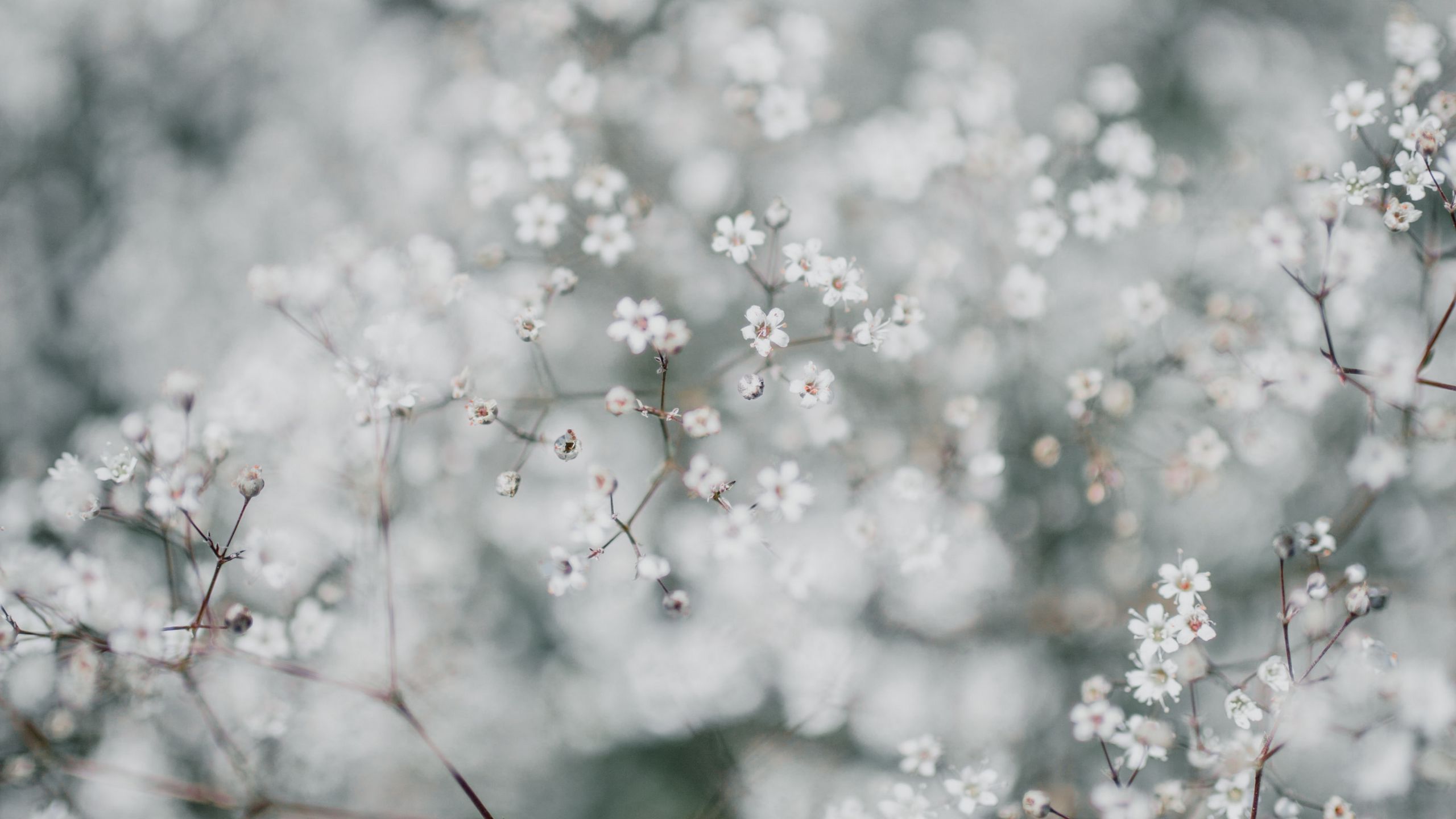 682 Common Gypsophila Royalty-Free Photos and Stock Images | Shutterstock