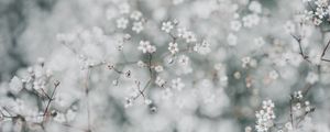 Preview wallpaper gypsophila, flowers, white, plant, macro