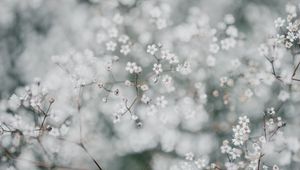 Preview wallpaper gypsophila, flowers, white, plant, macro
