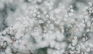 Preview wallpaper gypsophila, flowers, white, plant, macro