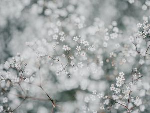 Preview wallpaper gypsophila, flowers, white, plant, macro