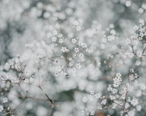 Preview wallpaper gypsophila, flowers, white, plant, macro