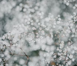 Preview wallpaper gypsophila, flowers, white, plant, macro