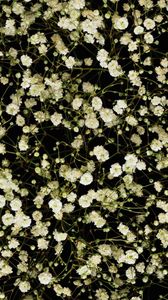 Preview wallpaper gypsophila, white, small, many