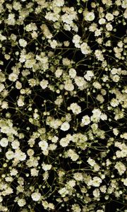 Preview wallpaper gypsophila, white, small, many