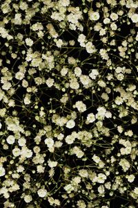 Preview wallpaper gypsophila, white, small, many