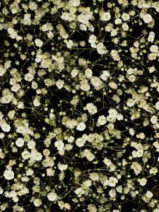 Preview wallpaper gypsophila, white, small, many