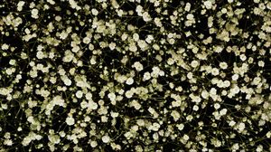 Preview wallpaper gypsophila, white, small, many