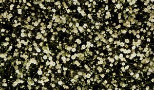 Preview wallpaper gypsophila, white, small, many