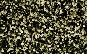 Preview wallpaper gypsophila, white, small, many