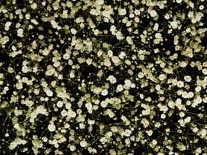 Preview wallpaper gypsophila, white, small, many