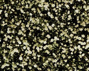 Preview wallpaper gypsophila, white, small, many