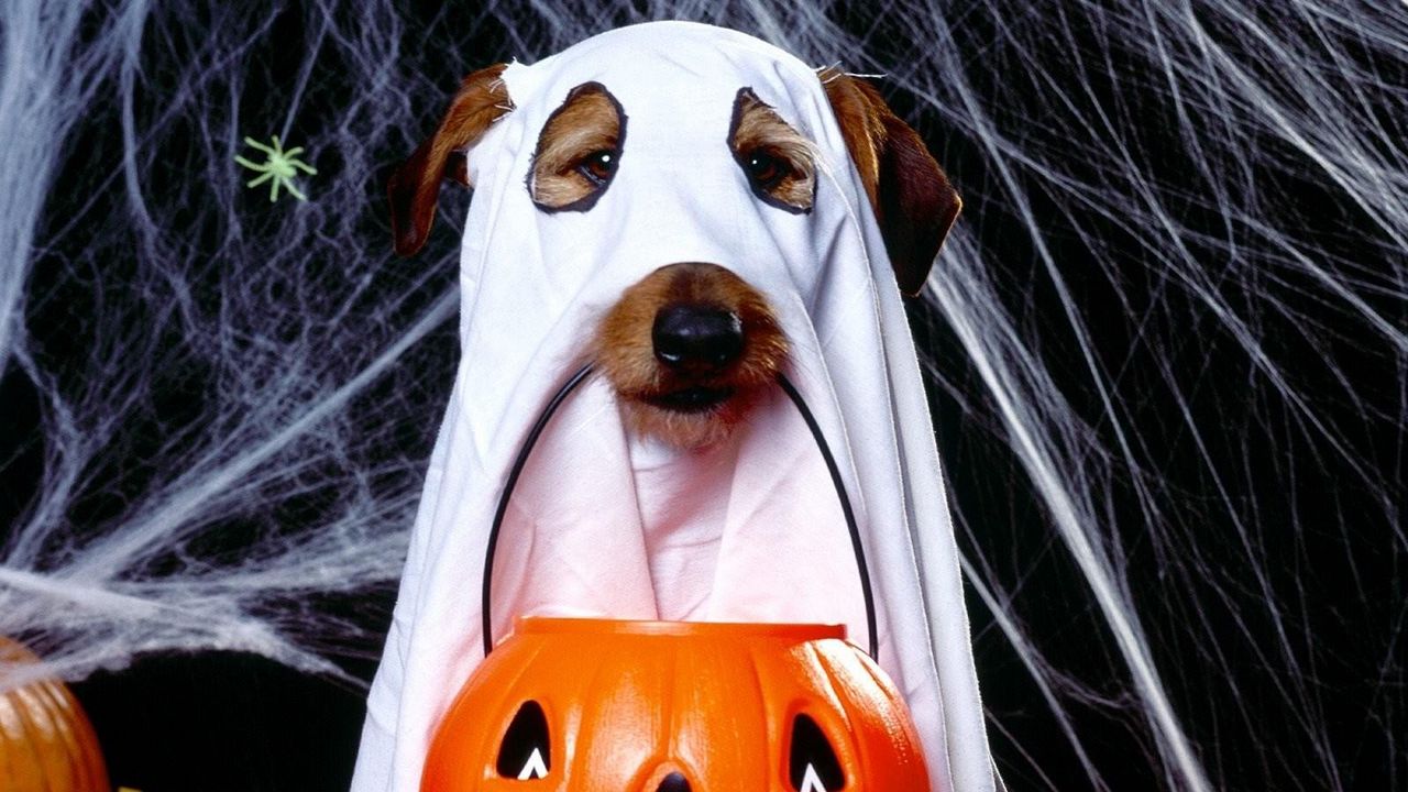 Wallpaper halloween, holiday, dog, ghost, jack lantern, spider webs
