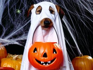 Preview wallpaper halloween, holiday, dog, ghost, jack lantern, spider webs