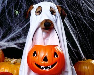 Preview wallpaper halloween, holiday, dog, ghost, jack lantern, spider webs