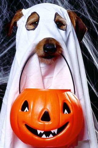 Premium Photo  Funny dog in halloween costume black background