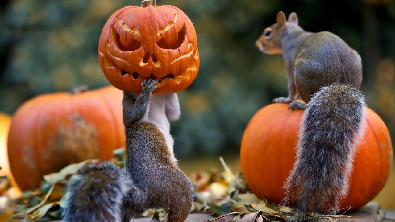Wallpaper halloween, squirrels, pumpkin, mask
