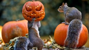 Preview wallpaper halloween, squirrels, pumpkin, mask