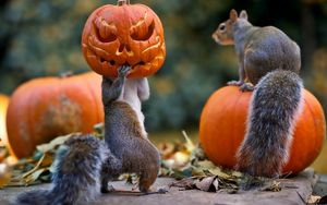 Preview wallpaper halloween, squirrels, pumpkin, mask
