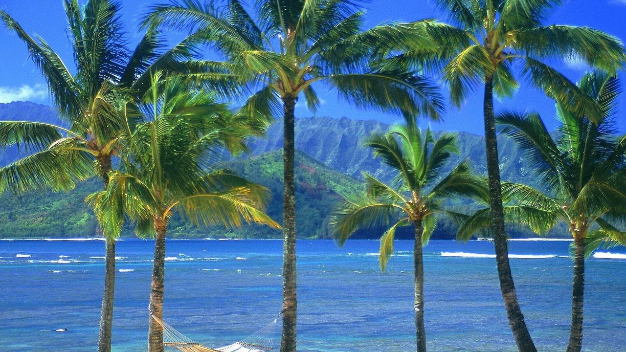 Wallpaper hammock, palm trees, coast, beach, sea