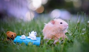 Preview wallpaper hamster, bear, toy, tea, grass, tableware