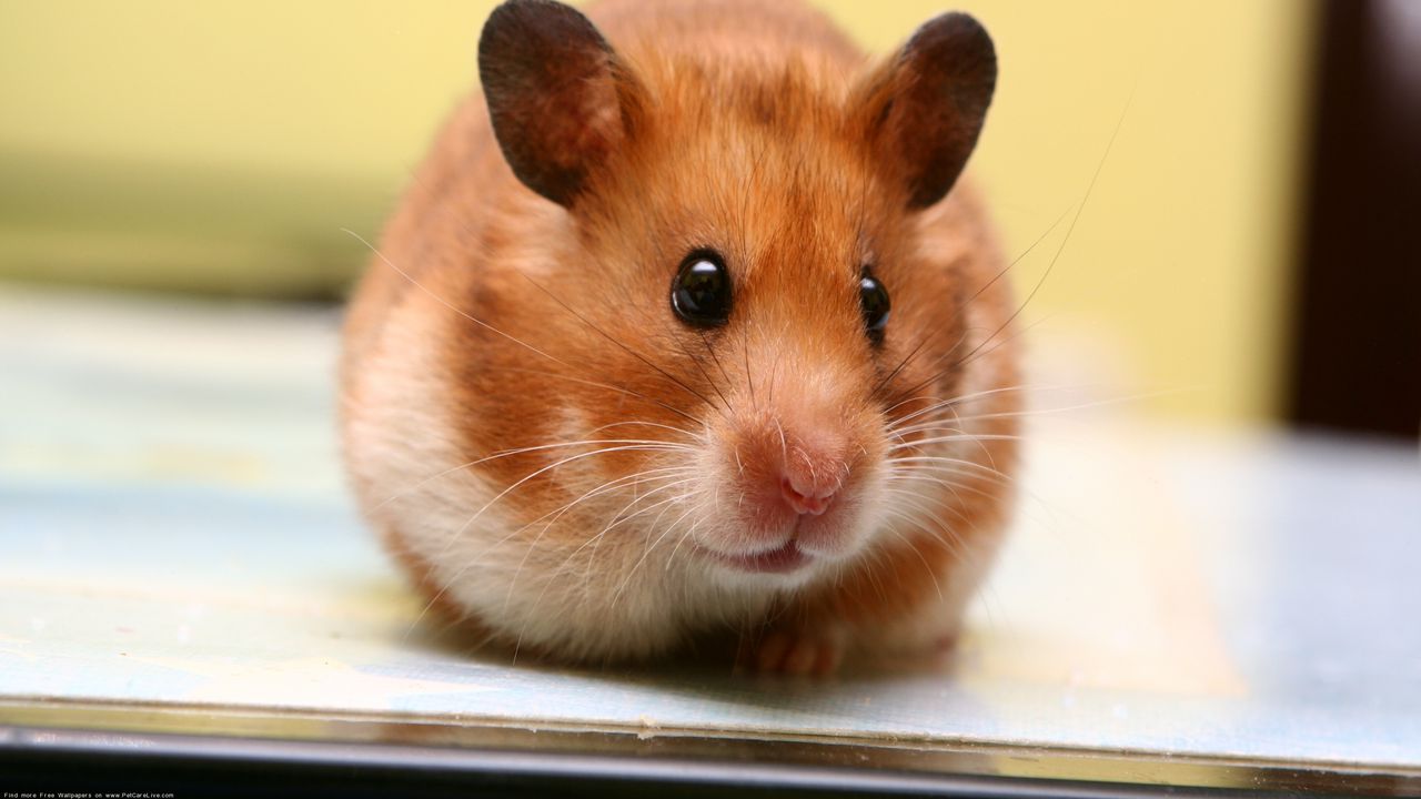 Wallpaper hamster, big-eared, muzzle, baby, rodent