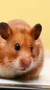 Preview wallpaper hamster, big-eared, muzzle, baby, rodent