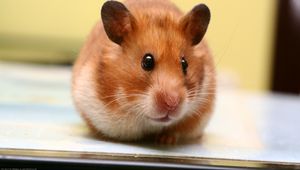 Preview wallpaper hamster, big-eared, muzzle, baby, rodent