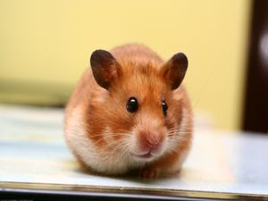 Preview wallpaper hamster, big-eared, muzzle, baby, rodent