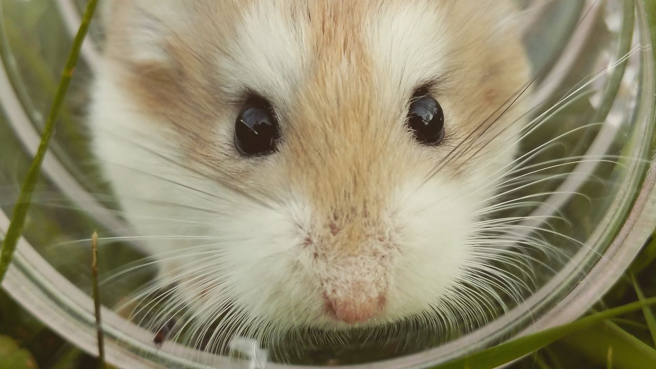 Wallpaper hamster, brown, cute, animal