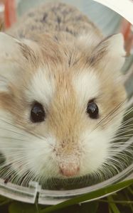 Preview wallpaper hamster, brown, cute, animal