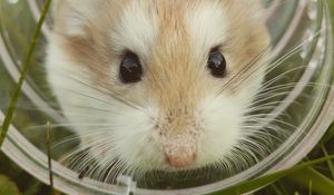 Preview wallpaper hamster, brown, cute, animal