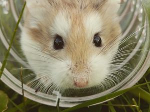 Preview wallpaper hamster, brown, cute, animal