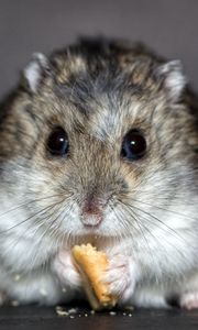 Preview wallpaper hamster, cookies, food, rodent, cute