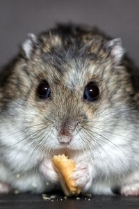 Preview wallpaper hamster, cookies, food, rodent, cute