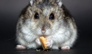 Preview wallpaper hamster, cookies, food, rodent, cute