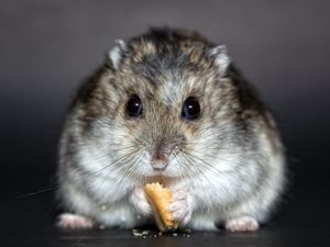 Preview wallpaper hamster, cookies, food, rodent, cute