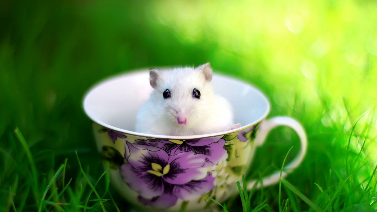 Wallpaper hamster, cup, rodent, grass