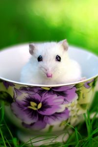 Preview wallpaper hamster, cup, rodent, grass