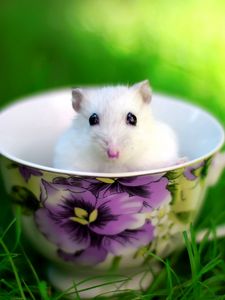 Preview wallpaper hamster, cup, rodent, grass