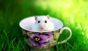 Preview wallpaper hamster, cup, rodent, grass