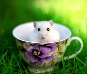 Preview wallpaper hamster, cup, rodent, grass