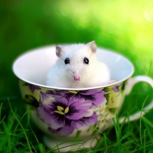 Preview wallpaper hamster, cup, rodent, grass
