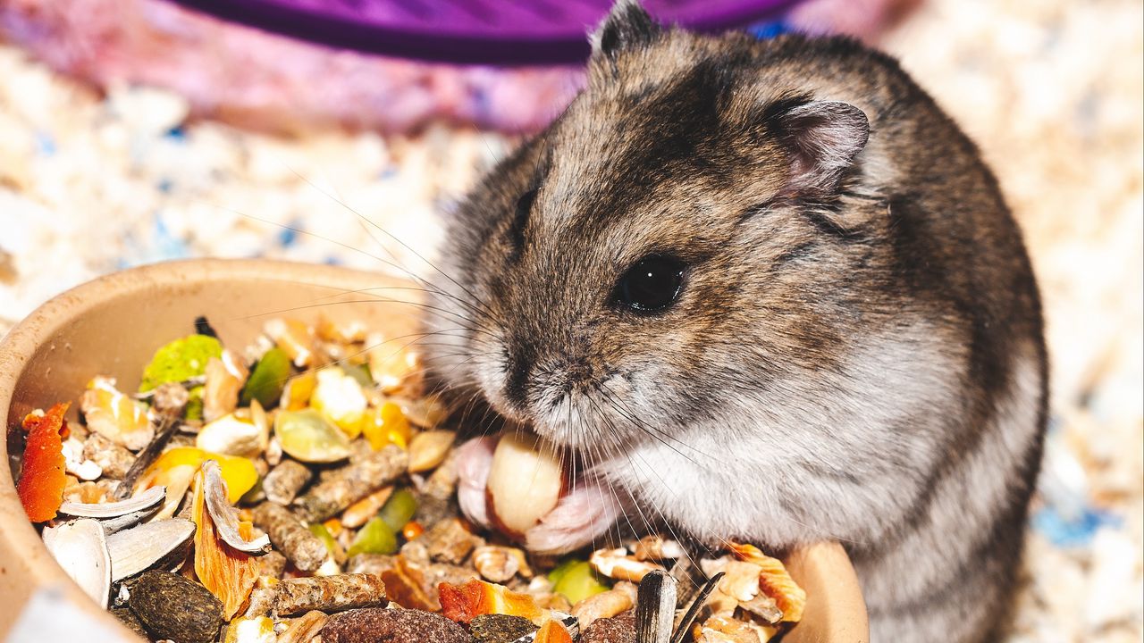 Wallpaper hamster, eat, funny, cute, rodent