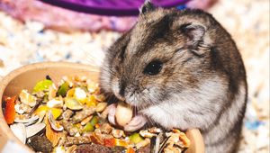Preview wallpaper hamster, eat, funny, cute, rodent