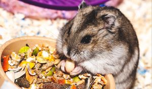 Preview wallpaper hamster, eat, funny, cute, rodent