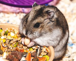 Preview wallpaper hamster, eat, funny, cute, rodent